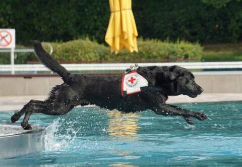 Die DRK-Rettungshundestaffel hat vor kurzem ein außergewöhnliches Training im Remchinger Freibad absolviert.