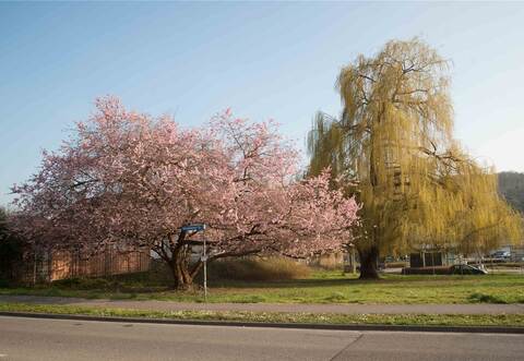 Die Bäume am Ortseingang von Stein sind weg. Die Diskussion darüber geht bei einigen Bürgern weiter. Foto: Peter Seiter