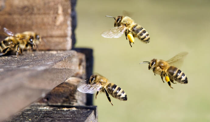 Bienen_Symbolbild