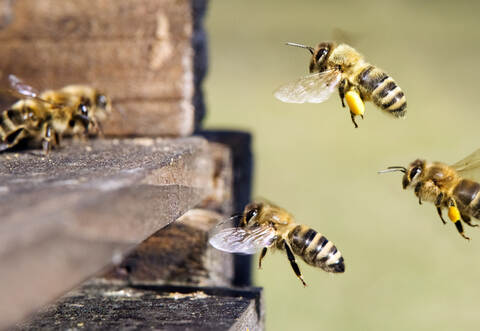 Bienen_Symbolbild