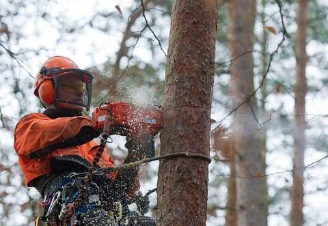 Auch in Mühlacker müssen regelmäßig Bäume entfernt werden, weil sie zur Gefahr werden.