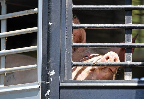 Bei einer erneuten Kontrolle von Polizei und Veterinäramt im Enzkreis haben beide wieder zahlreiche Missstände bei Tiertransport
