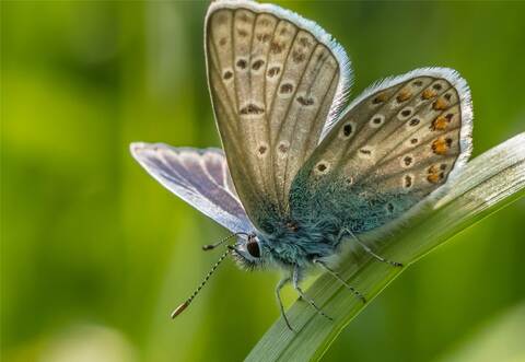 Klein, blau, hübsch, aber ein echtes Hindernis für die Baupläne vieler Kommunen: der Dunkle Wiesenknopf-Ameisenbläuling. Der heißt so, weil er ohne eine bestimmte Pflanze, den Großen Wiesenknopf, genausowenig leben kann wie ohne bestimmte Ameisenarten. Die Ameisen tricksen die Raupen des Falters aus, um sich im Winter in deren Nestern durchzufuttern.