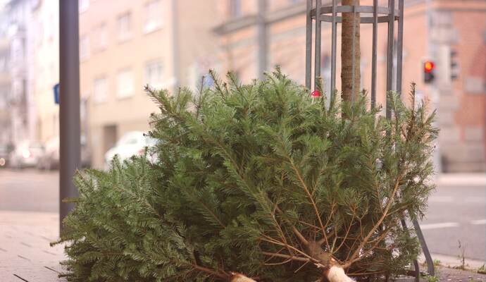 In Pforzheim werden in Kürze wieder die Tannenbäume eingesammelt.