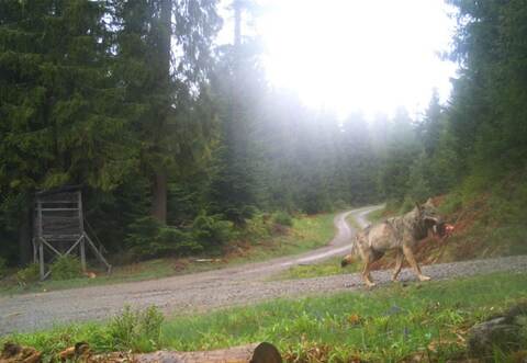 In die Fotofalle getappt: Ob dies aber der seit 2017 im Nordschwarzwald ansässige GW852m ist, lässt sich laut Experte anhand der Optik nicht sagen.