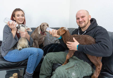 Lämmer bei den Müllers