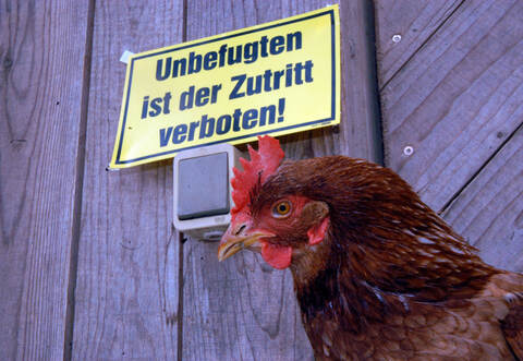 hühner und vogelgrippe