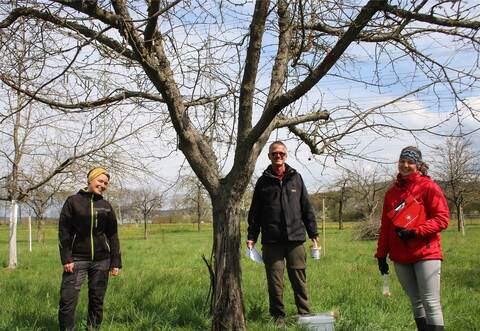 Ist ein Stamm so stark vom Schwarzen Rindenbrand befallen wie dieser, hilft nur noch eine Rodung und Neupflanzung. Die LTZ-Forscher Julia Zugschwerdt und Jan Hinrichs-Berger (von rechts) raten ebenso wie Nele Kemper vom Karlsruher Liegenschaftsamt zur Standort-angepassten Sortenwahl und zum präventiven Weißeln der Bäume ab der Pflanzung.
