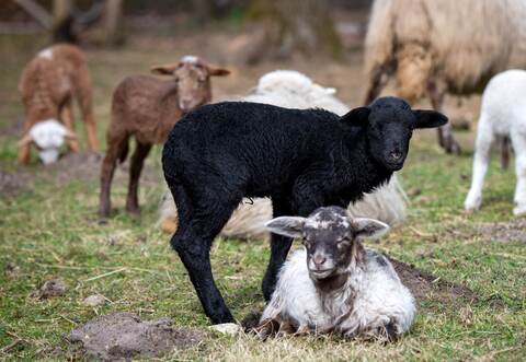 Bunte Lämmer durch Corona