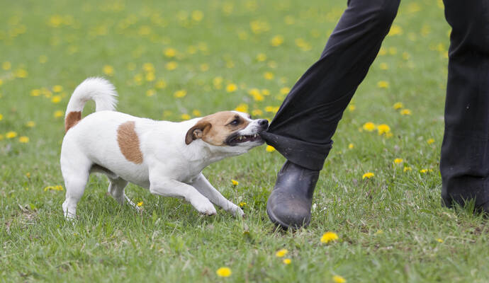 Die Hundebesitzer weigerten sich laut Polizei, ihre Personalien zur Schadensregulierung anzugeben. Die Hundebesitzer weigerten sich laut Polizei, ihre Personalien zur Schadensregulierung anzugeben.