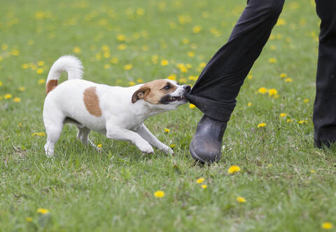 Die Hundebesitzer weigerten sich laut Polizei, ihre Personalien zur Schadensregulierung anzugeben.