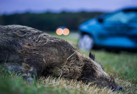 Das Tier wurde mindestens zweimal angefahren.