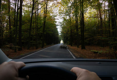 Wild boar crossing main road during the late summer