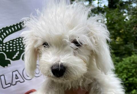 Wann wurden die kleinen Malteser von ihrer Mutter getrennt? Das muss nun geklärt werden.