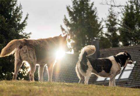 Zwölf Schlittenhunde sind in Dobel tot aufgefunden worden.