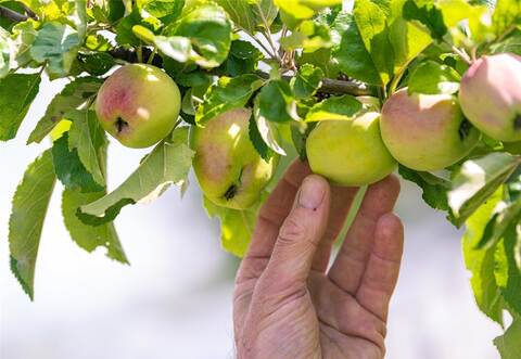 Objekt der Begierde: Derzeit hängen die Bäume voller Äpfel. Dass sie jemandem gehören, interessiert manche Zeitgenossen nicht. Doch der Obstklau ist nicht nur ärgerlich, sondern verursacht auch finanzielle Schäden.