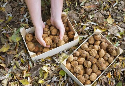 Der Dieb wollte 30 Kilogramm Nüsse klauen.