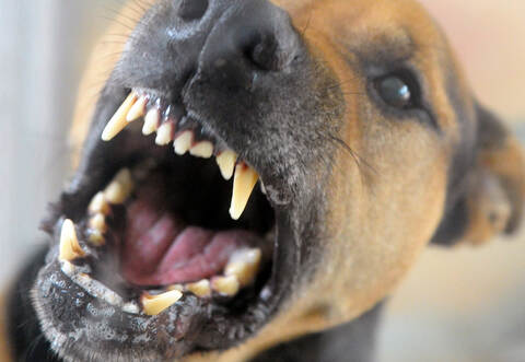 Urteil: Trotz Ausschlussklausel zahlt Haftpflicht bei Hundebiss