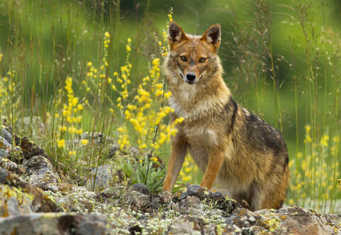 Curious golden jackal standing on rocks and looking to camera in summer