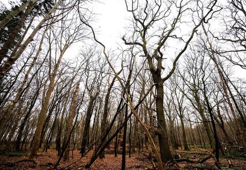 Seit der Pandemie zieht es viele in den Wald.