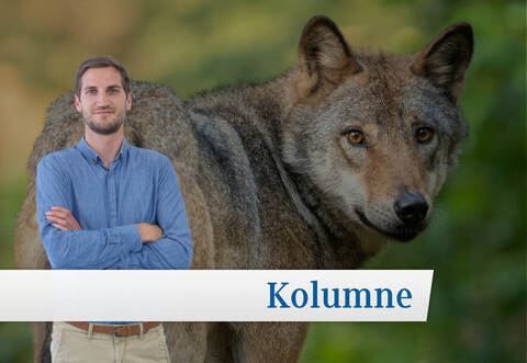 "Die Wahrscheinlichkeit eines Wolfes ist nicht so gering, nachdem ein Tier seit Jahren im Nordschwarzwald sesshaft ist und schon direkt vor dem Sommerberghotel in Bad Wildbad ein Schaf gerissen hat", weiß PZ-Redakteur Dennis Krivec.