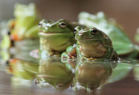 Noonamah Tavern Froschrennen zum Melbourne Cup