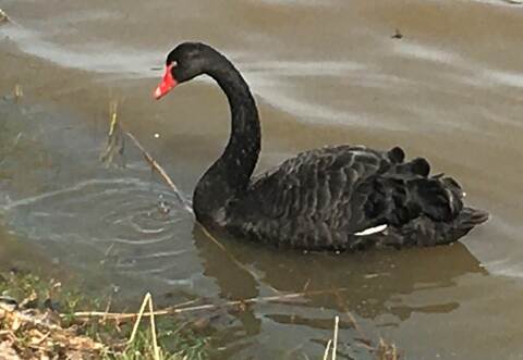 PZ-Leser Udo Oehrle hat einen Trauer- oder Schwarzschwan auf dem Ölbronner Aalkistensee entdeckt.