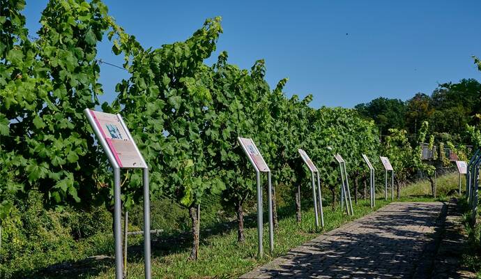 Einen anschaulichen Überblick über verschiedene Rebsorten erhalten interessierte Ausflügler am Derdinger Horn. Einen anschaulichen Überblick über verschiedene Rebsorten erhalten interessierte Ausflügler am Derdinger Horn.