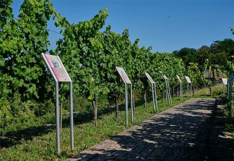 Einen anschaulichen Überblick über verschiedene Rebsorten erhalten interessierte Ausflügler am Derdinger Horn.