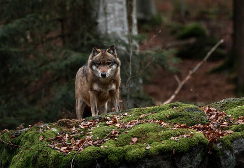 Die falsche Romantisierung des Wolfes setzt den Erhalt unserer Kulturlandschaft aufs Spiel, sagt der Bundestagsabgeordneter Klaus Mack.