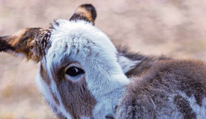 Erst zwölf Tage alt und doch schon ein echtes Fotomodell. Oh La Llama Eselbaby