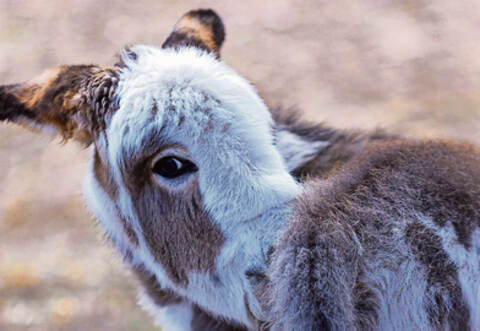 Oh La Llama Eselbaby