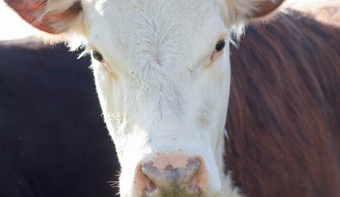 Eine Kuh ist nach PETA-Angaben wochenlang vernachlässigt worden. close up image of a cow