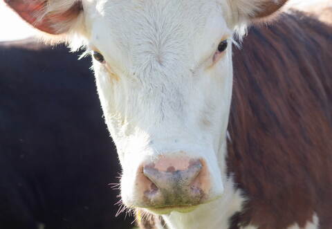 close up image of a cow 