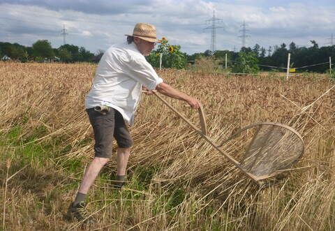 Manfred Rapp erntet den Dinkelweizen mit der Sense.