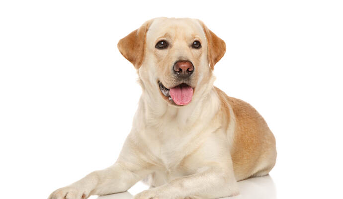 Bei dem Hund soll es sich um einen Labrador mit karamellfarbenem, kurzen und glatten Fell gehandelt haben.