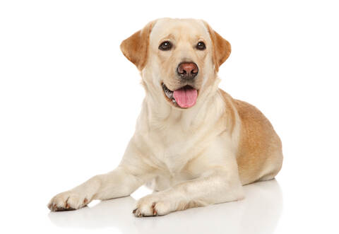 Bei dem Hund soll es sich um einen Labrador mit karamellfarbenem, kurzen und glatten Fell gehandelt haben.