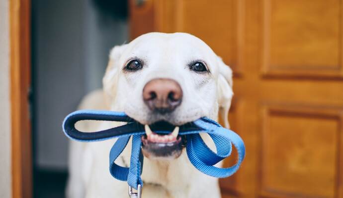 mature woman with Brittany dog at the leash