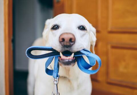 mature woman with Brittany dog at the leash