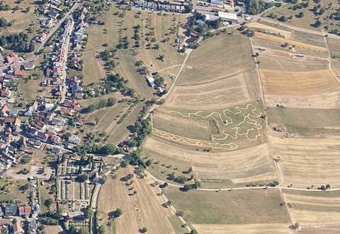 Kreuz und quer geht es durch das Maislabyrinth in Gräfenhausen.
