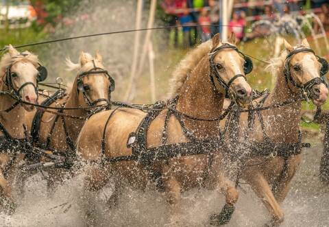 Ab 10 Uhr geht es am Montag beim Reit- und Fahrverein Kämpfelbach los.
