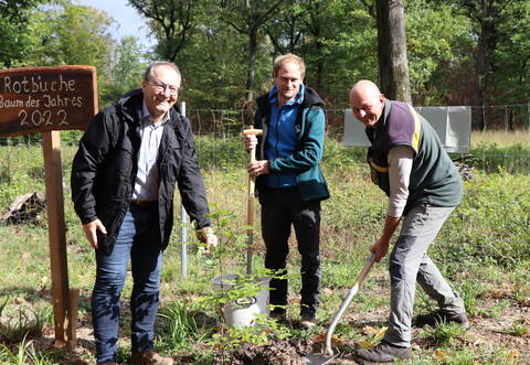 Bürgermeister Thomas Nowitzki, Forstbezirksleiter für den Kraichgau Dr. Simon Boden und Förster Michael Deschner (v.l.n.r.) pflanzen den Baum des Jahres – eine Rotbuche.
