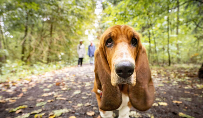 In Pforzheim sind vergangenes Jahr mehr als 4000 Hunde gemeldet gewesen.