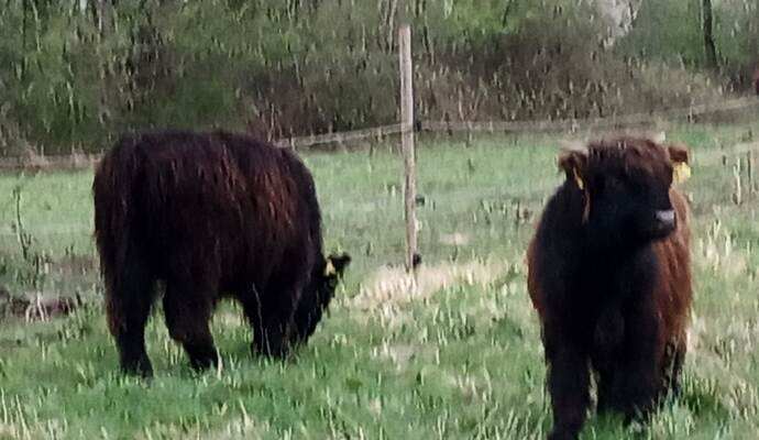 Lediglich Empfehlungen gibt da Veterinäramt an Landwirte raus, wie Rinder auf der Weider zu halten sind.
