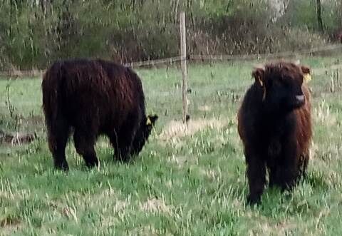 Lediglich Empfehlungen gibt da Veterinäramt an Landwirte raus, wie Rinder auf der Weider zu halten sind.