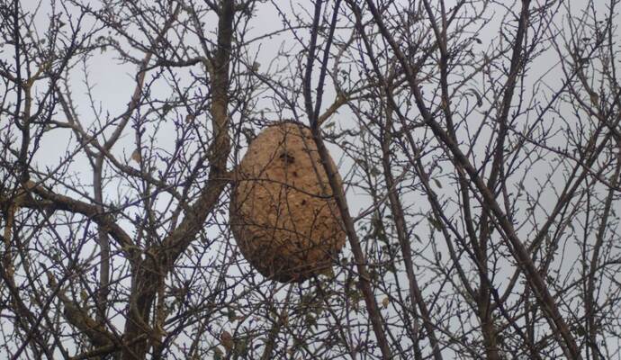 Der Wabenbau auf einem Obstbaum wird erst sichtbar, wenn die Blätter fallen. Der Wabenbau auf einem Obstbaum wird erst sichtbar, wenn die Blätter fallen.