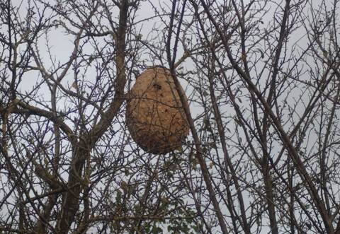 Der Wabenbau auf einem Obstbaum wird erst sichtbar, wenn die Blätter fallen.