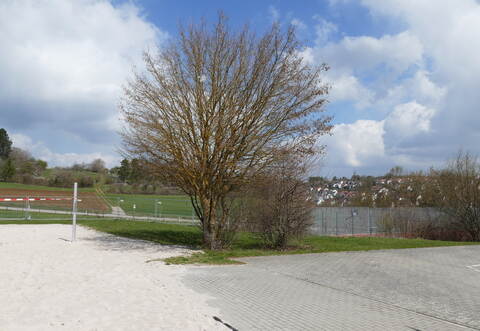 Zwischen dem Beach-Volleyballfeld und dem Kleinspielfeld sollte in Heimsheim die Skateranlage entstehen, die nun vorerst doch nicht kommt.
