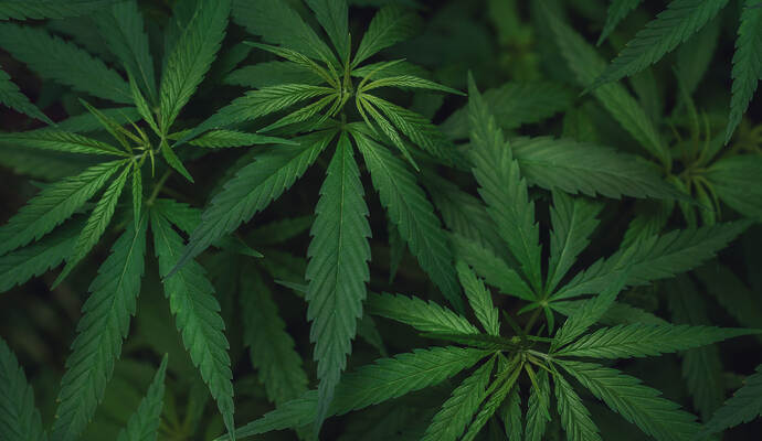Laut Polizei haben die Beamten ein Kilogramm Amphetamin, 100 Gramm Marihuana, 65 Gramm Haschisch sowie ein Sprungmesser sichergestellt. Laut Polizei haben die Beamten ein Kilogramm Amphetamin, 100 Gramm Marihuana, 65 Gramm Haschisch sowie ein Sprungmesser sichergestellt.
