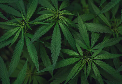 Laut Polizei haben die Beamten ein Kilogramm Amphetamin, 100 Gramm Marihuana, 65 Gramm Haschisch sowie ein Sprungmesser sichergestellt.